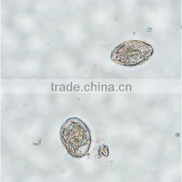Parasitology Slides, Human Parasitolgy Slides , Biology Parasitolgy Slides photo-5