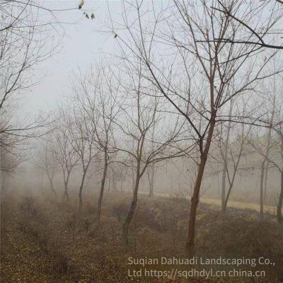 in 2020, the Price of a Chinese Tallow Tree With a Trunk Diameter of 10 Centimeters is 220 Yuan per Tree. Chinese Tallow Tree Base for Street Trees photo-3