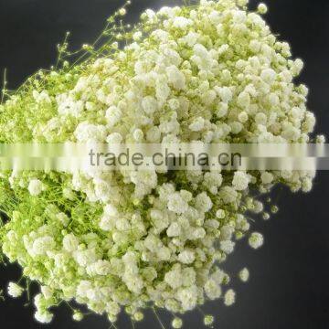 High quality new arrival new coming fresh gypsophilas