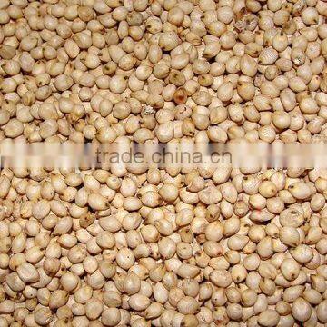 SORGHUM WHITE