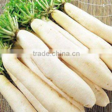 Fresh Mooli / White Turnip