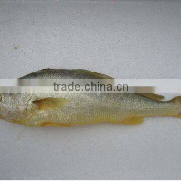 seafood Yellow Croaker