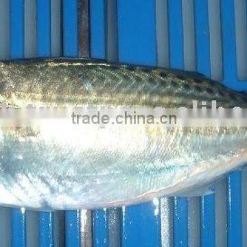 INDIAN MACKEREL