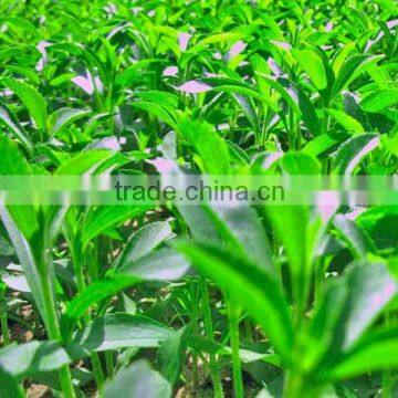 Stevia Suger: Stevia Extract Stevioside Rebaudioside A (RA) 95% photo-2