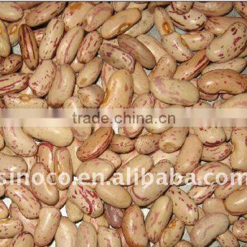 Kidney Bean