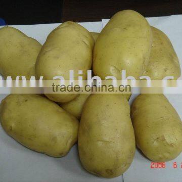Holland Potato