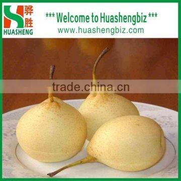 Fresh shandong pear wholesale/ China fresh Ya Pear for exporting