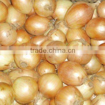 the cheapest yellow onion in jining greenfarm