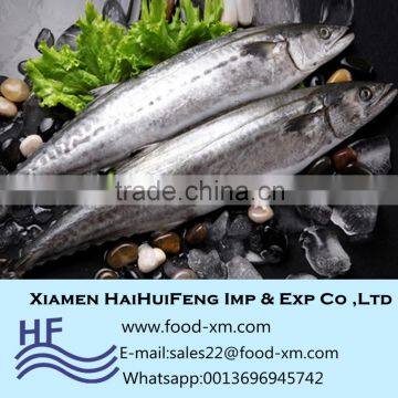 Spanish mackerel ice fish price competitive