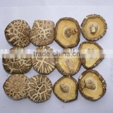 Shiitake Mushroom photo-6