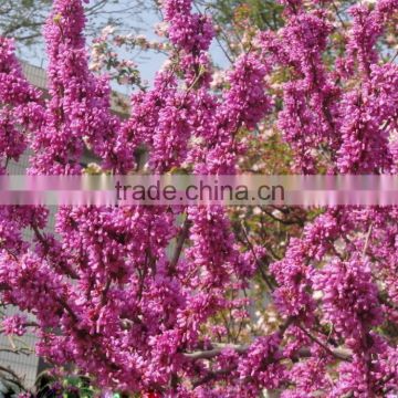 Beautiful Flower Tree Seeds Chinese Redbud Seeds Judas Tree Seeds For Growing