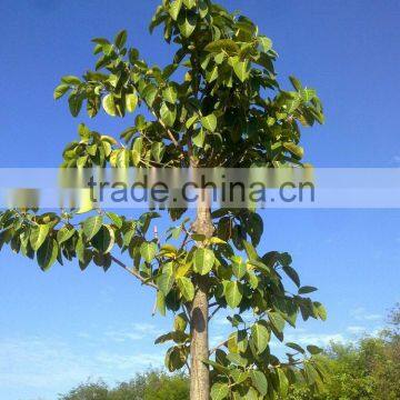 Ficus Altissima