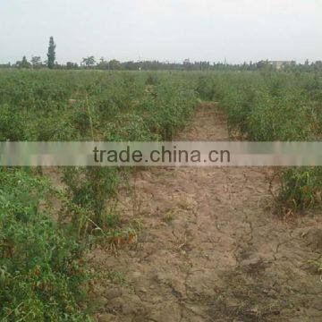 Certificate Organic Goji Berries Wholesale photo-5