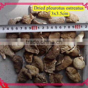 2-3cm dried oyster mushroom