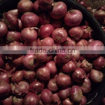 Exporters, Producer, Suppliers of Fresh Onions/Red Onions photo-2