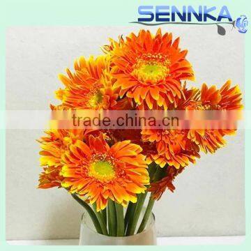 Golden Sun Gerberas Highest quality fresh cut Gerbera fresh cut flower for sale in Philippines