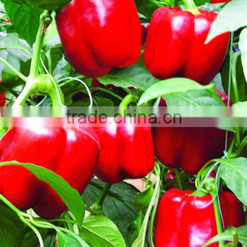 Hot resistant sweet pepper seeds red sweet pepper seeds 739 F1