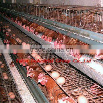 chicken egg poultry farm (manufacture,design)