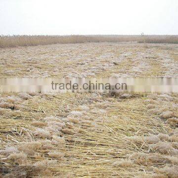Hot Sale Mini Reed Harvesting Machine photo-6