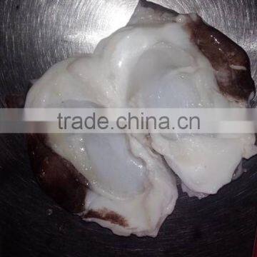 Frozen Giant Squid Neck photo-5