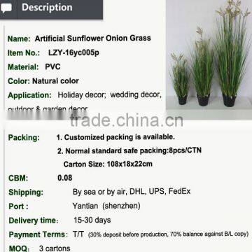 Natural Green Papyrus Scirpus Validus Potted Onion Grass photo-2