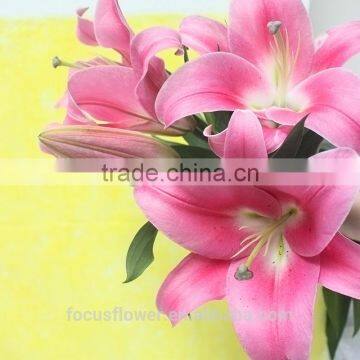 World Class Fresh Pink Lily Robina Flowers China Supplier photo-3