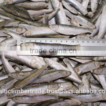 IQF Frozen Sprats, Frozen Anchovy Fish
