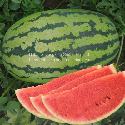 Early maturity f1 hybrid watermelon seeds