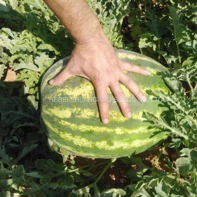 Middle Maturity Good Disease Resistance Hybrid f1 Watermelon Seeds for Planting photo-3