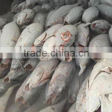 Frozen Long-line Albacore Tuna Whole Round photo-3