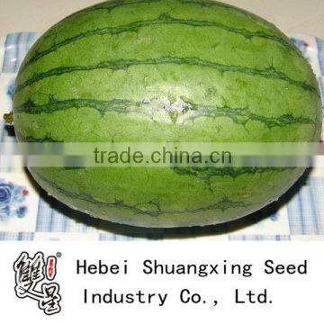 Sweet star High yield High quality hybrid f1 watermelon seeds