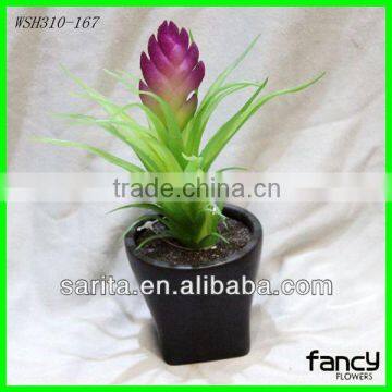 factory price mini bonsai tree for decoration