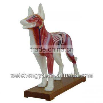 Acupuncture Model For Dog