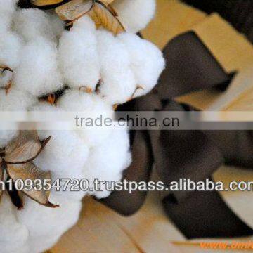Supply Raw Cotton