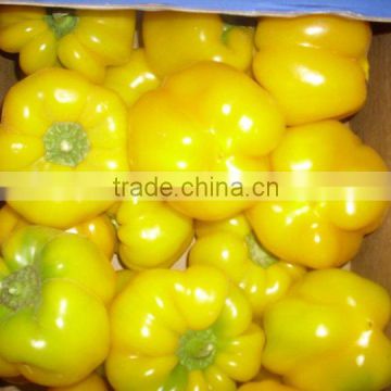 Fresh Capsicum