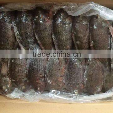 Frozen Black Tilapia From Chinese Factory