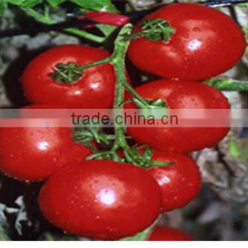 Hot Resistance And Cold Resistance Big Red F1 Hybrid Best Tomato Seeds For Planting-Rui You 220