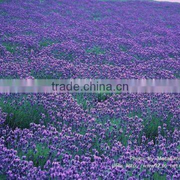 Lavender products