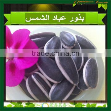 Chinese sunflower seeds 5009 Long shape 270PCS/50G