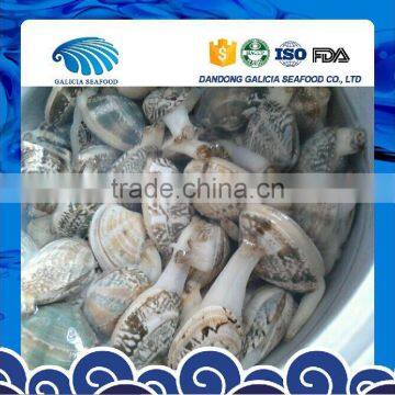 Top Quality Clams Frozen Seafood