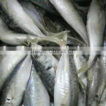 Frozen Pacific Horse Mackerel Hot Sale