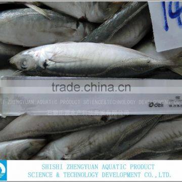 SEA FROZEN HORSE MACKEREL FISH 140-160 PCS/10KG photo-3