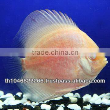 Discus Fish Farm for Sale and Export photo-6
