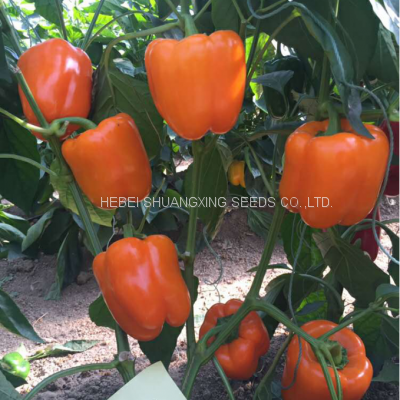 Chinese Factory f1 hybrid heat resistant orange blocky bell sweet pepper seeds