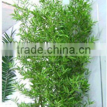 Lucky Bamboos