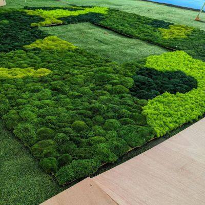 OEM sizes of Eternal Environmental Friendly Natural Moss Wall for office, home and public sites Inner decoration
