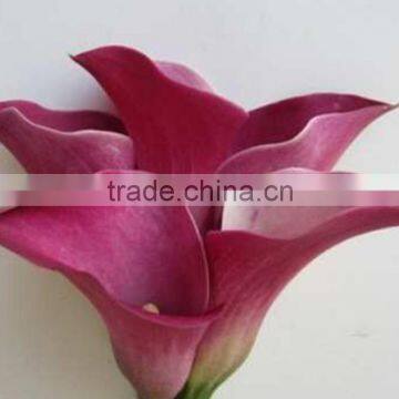 Colorful hot selling mini calla lily flowers