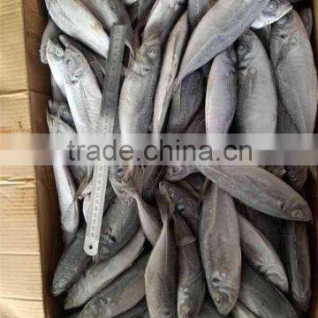4-6 pcs per kg 20cm up horse mackerel