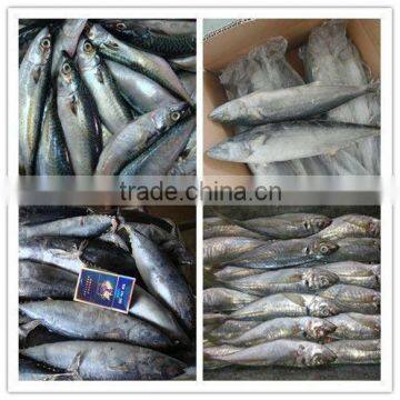 Frozen Pacific Mackerel Fish spanish mackerel horse mackerel Bonito