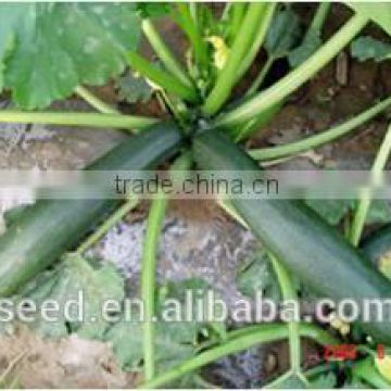 Ying No.4 chinese high resistance hybrid squash seeds